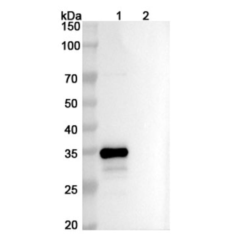 SDS-PAGE - Ispectamab Biosimilar - Anti-BCMA Antibody - BSA and Azide free (A339204) - Antibodies.com
