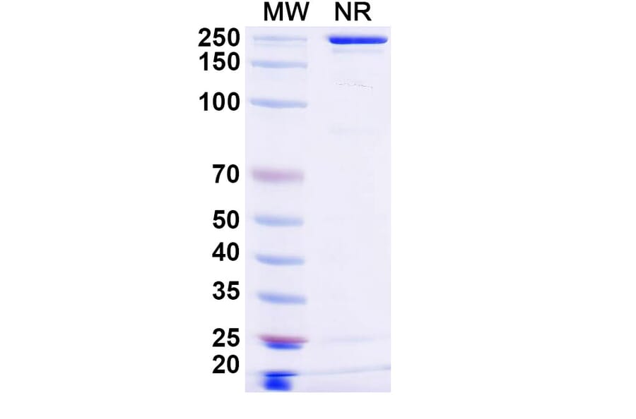 SDS-PAGE - Ispectamab Biosimilar - Anti-BCMA Antibody - BSA and Azide free (A339204) - Antibodies.com