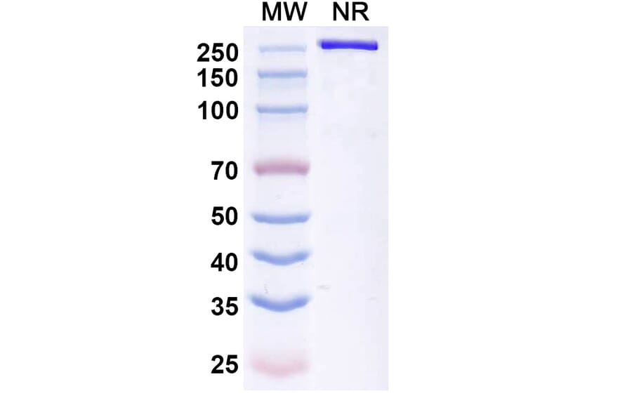 SDS-PAGE - Betifisolimab Biosimilar - Anti-PD-L1 Antibody - BSA and Azide free (A339205) - Antibodies.com