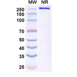 SDS-PAGE - Betifisolimab Biosimilar - Anti-PD-L1 Antibody - BSA and Azide free (A339205) - Antibodies.com