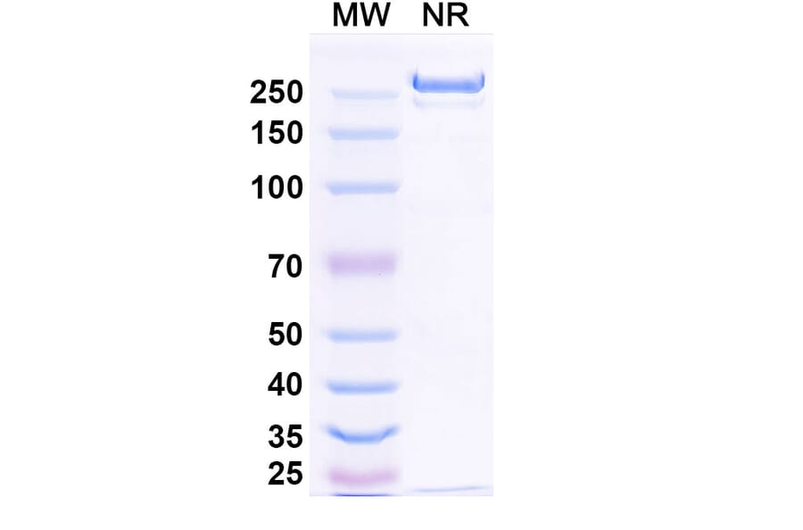 SDS-PAGE - Betifisolimab Biosimilar - Anti-PD-L1 Antibody - BSA and Azide free (A339205) - Antibodies.com