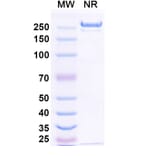SDS-PAGE - Betifisolimab Biosimilar - Anti-PD-L1 Antibody - BSA and Azide free (A339205) - Antibodies.com