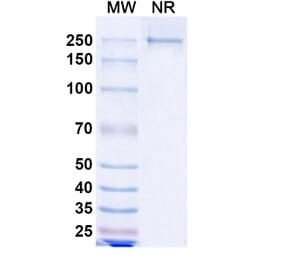 SDS-PAGE - Lesabelimab Biosimilar - Anti-PD-L1 Antibody - BSA and Azide free (A339206) - Antibodies.com