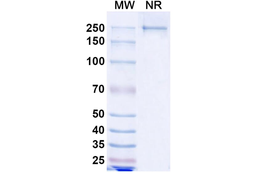SDS-PAGE - Lesabelimab Biosimilar - Anti-PD-L1 Antibody - BSA and Azide free (A339206) - Antibodies.com