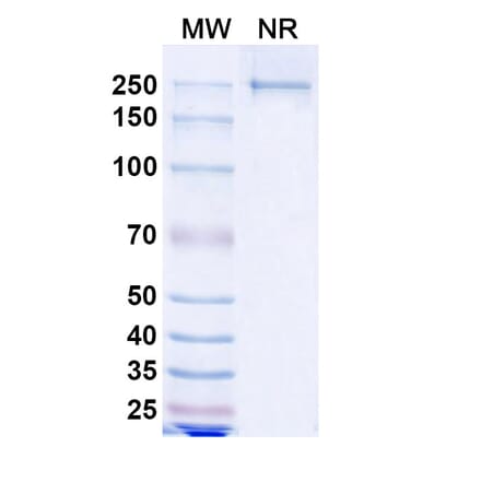 SDS-PAGE - Lesabelimab Biosimilar - Anti-PD-L1 Antibody - BSA and Azide free (A339206) - Antibodies.com