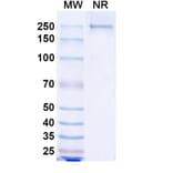 SDS-PAGE - Lesabelimab Biosimilar - Anti-PD-L1 Antibody - BSA and Azide free (A339206) - Antibodies.com