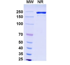 SDS-PAGE - Ifinatamab Biosimilar - Anti-B7-H3 Antibody - BSA and Azide free (A339208) - Antibodies.com