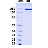SDS-PAGE - Ifinatamab Biosimilar - Anti-B7-H3 Antibody - BSA and Azide free (A339208) - Antibodies.com