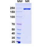 SDS-PAGE - Ifinatamab Biosimilar - Anti-B7-H3 Antibody - BSA and Azide free (A339208) - Antibodies.com