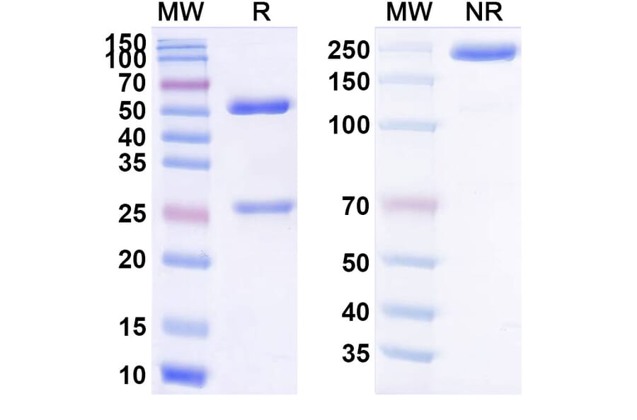 SDS-PAGE - Vobramitamab Biosimilar - Anti-B7-H3 Antibody - BSA and Azide free (A339209) - Antibodies.com