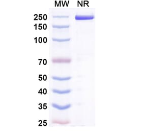 SDS-PAGE - Acrixolimab Biosimilar - Anti-PD 1 Antibody - BSA and Azide free (A339210) - Antibodies.com