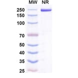 SDS-PAGE - Acrixolimab Biosimilar - Anti-PD 1 Antibody - BSA and Azide free (A339210) - Antibodies.com