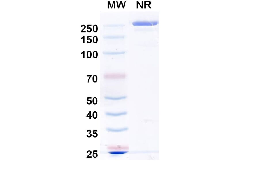 SDS-PAGE - Acrixolimab Biosimilar - Anti-PD 1 Antibody - BSA and Azide free (A339210) - Antibodies.com