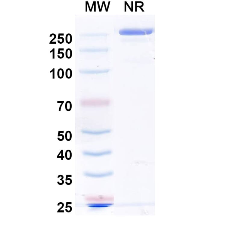 SDS-PAGE - Acrixolimab Biosimilar - Anti-PD 1 Antibody - BSA and Azide free (A339210) - Antibodies.com