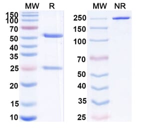 SDS-PAGE - Peresolimab Biosimilar - Anti-PD 1 Antibody - BSA and Azide free (A339211) - Antibodies.com