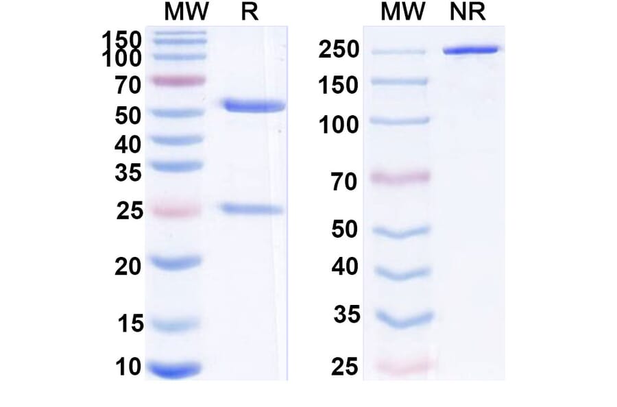SDS-PAGE - Peresolimab Biosimilar - Anti-PD 1 Antibody - BSA and Azide free (A339211) - Antibodies.com
