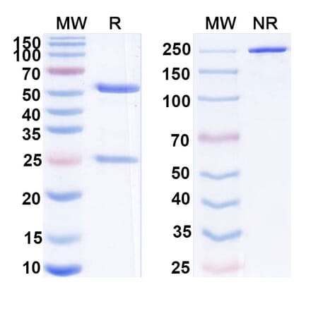 SDS-PAGE - Peresolimab Biosimilar - Anti-PD 1 Antibody - BSA and Azide free (A339211) - Antibodies.com