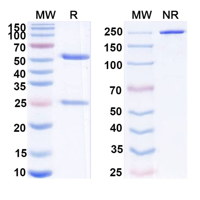 SDS-PAGE - Peresolimab Biosimilar - Anti-PD 1 Antibody - BSA and Azide free (A339211) - Antibodies.com