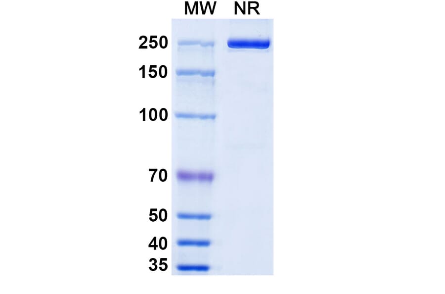 SDS-PAGE - Camoteskimab Biosimilar - Anti-IL-18 Antibody - BSA and Azide free (A339217) - Antibodies.com