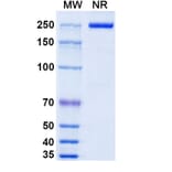 SDS-PAGE - Camoteskimab Biosimilar - Anti-IL-18 Antibody - BSA and Azide free (A339217) - Antibodies.com