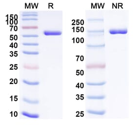SDS-PAGE - Crefmirlimab Biosimilar - Anti-CD8 alpha Antibody - BSA and Azide free (A339218) - Antibodies.com