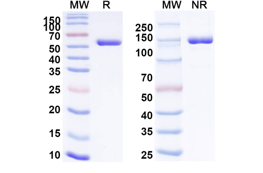 SDS-PAGE - Crefmirlimab Biosimilar - Anti-CD8 alpha Antibody - BSA and Azide free (A339218) - Antibodies.com