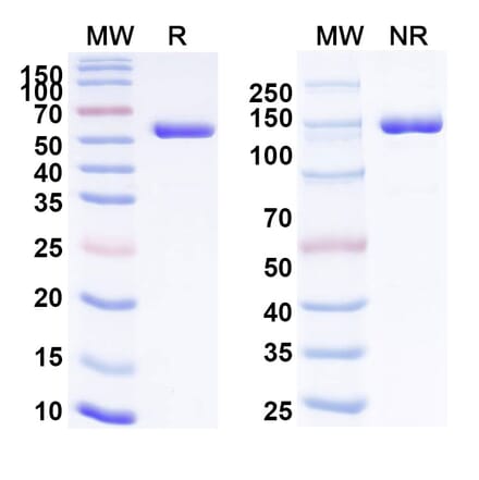 SDS-PAGE - Crefmirlimab Biosimilar - Anti-CD8 alpha Antibody - BSA and Azide free (A339218) - Antibodies.com