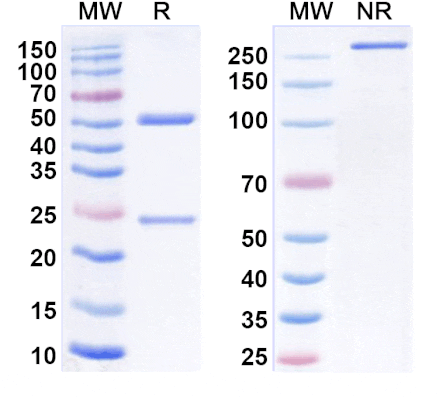 SDS-PAGE - Golocdacimab Biosimilar - Anti-OLR1 Antibody - BSA and Azide free (A339223) - Antibodies.com