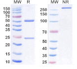 SDS-PAGE - Golocdacimab Biosimilar - Anti-OLR1 Antibody - BSA and Azide free (A339223) - Antibodies.com