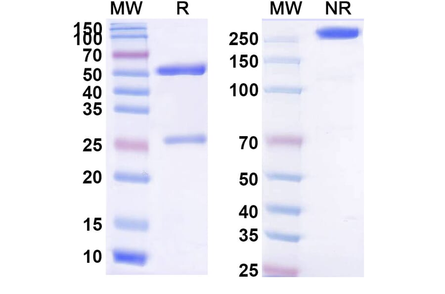 SDS-PAGE - Litifilimab Biosimilar - Anti-CLEC4C Antibody - BSA and Azide free (A339228) - Antibodies.com