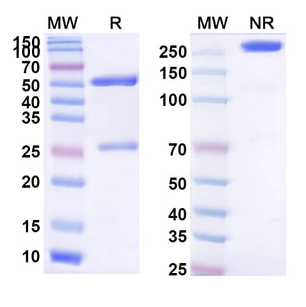 SDS-PAGE - Litifilimab Biosimilar - Anti-CLEC4C Antibody - BSA and Azide free (A339228) - Antibodies.com