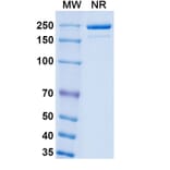 SDS-PAGE - Luveltamab Biosimilar - Anti-FOLR1 Antibody - BSA and Azide free (A339229) - Antibodies.com