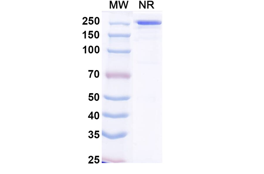 SDS-PAGE - Crexavibart Biosimilar - Anti-SARS-CoV-2 Spike Protein RBD Antibody - BSA and Azide free (A339230) - Antibodies.com