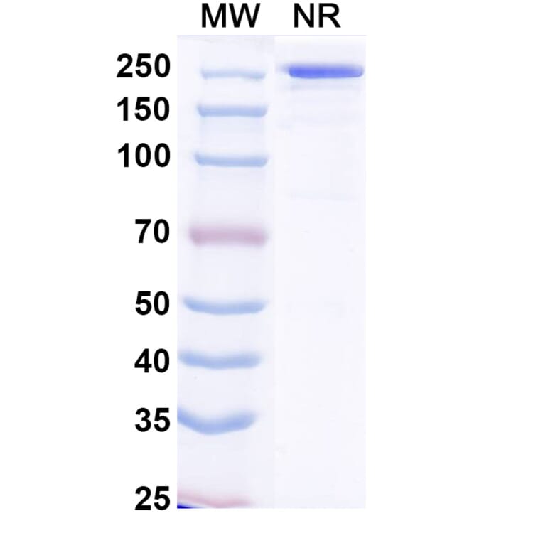 SDS-PAGE - Crexavibart Biosimilar - Anti-SARS-CoV-2 Spike Protein RBD Antibody - BSA and Azide free (A339230) - Antibodies.com