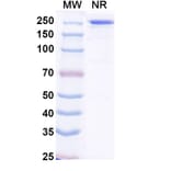 SDS-PAGE - Crexavibart Biosimilar - Anti-SARS-CoV-2 Spike Protein RBD Antibody - BSA and Azide free (A339230) - Antibodies.com