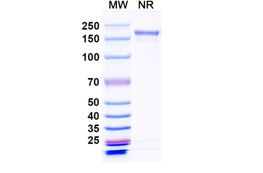 SDS-PAGE - Crexavibart Biosimilar - Anti-SARS-CoV-2 Spike Protein RBD Antibody - BSA and Azide free (A339230) - Antibodies.com