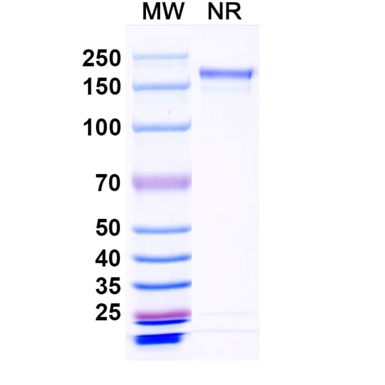 SDS-PAGE - Crexavibart Biosimilar - Anti-SARS-CoV-2 Spike Protein RBD Antibody - BSA and Azide free (A339230) - Antibodies.com