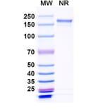 SDS-PAGE - Crexavibart Biosimilar - Anti-SARS-CoV-2 Spike Protein RBD Antibody - BSA and Azide free (A339230) - Antibodies.com