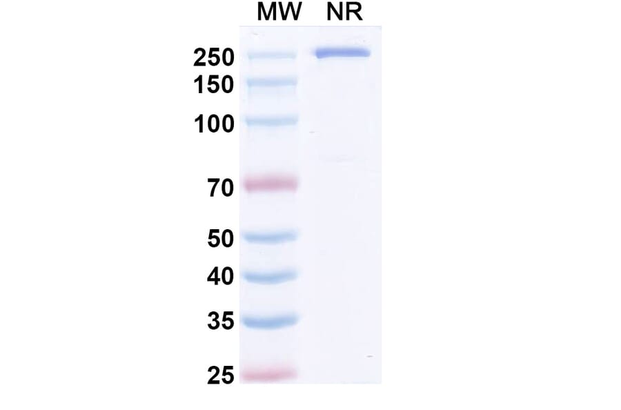 SDS-PAGE - Masavibart Biosimilar - Anti-SARS-CoV-2 Spike Protein RBD Antibody - BSA and Azide free (A339231) - Antibodies.com