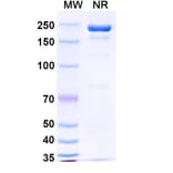 SDS-PAGE - Masavibart Biosimilar - Anti-SARS-CoV-2 Spike Protein RBD Antibody - BSA and Azide free (A339231) - Antibodies.com