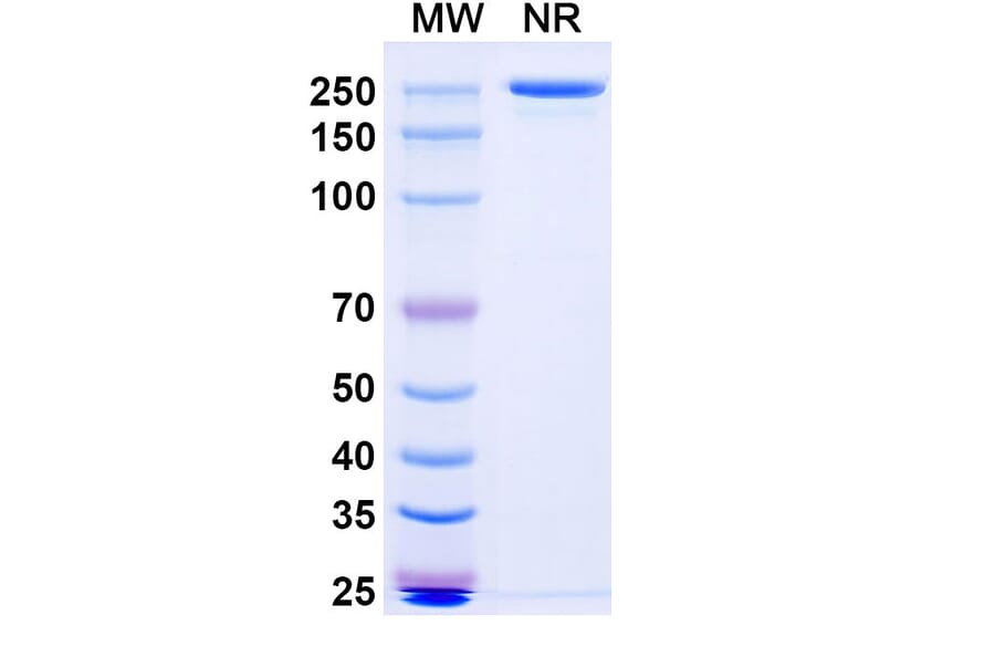 SDS-PAGE - Nepuvibart Biosimilar - Anti-SARS-CoV-2 Spike Protein RBD Antibody - BSA and Azide free (A339232) - Antibodies.com