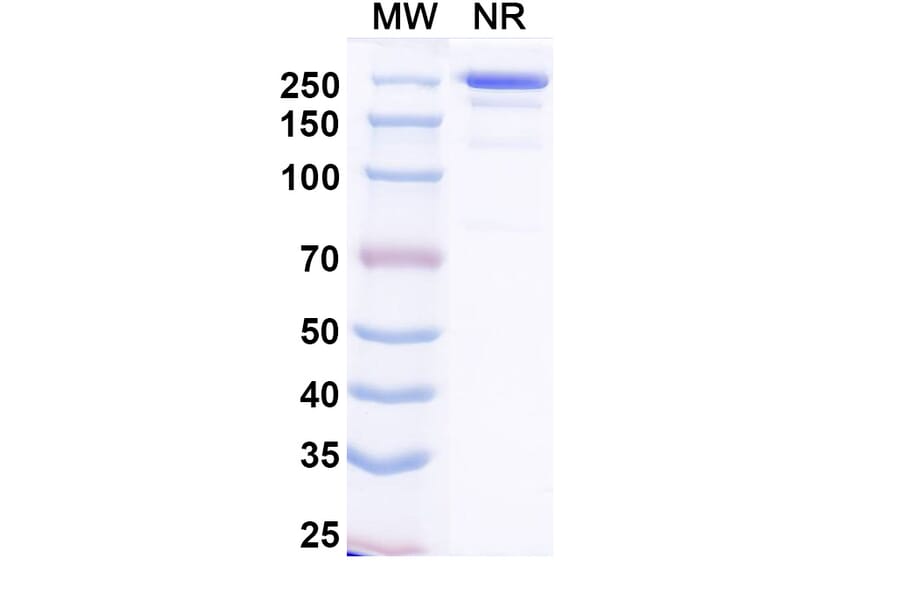 SDS-PAGE - Nepuvibart Biosimilar - Anti-SARS-CoV-2 Spike Protein RBD Antibody - BSA and Azide free (A339232) - Antibodies.com
