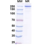 SDS-PAGE - Ogalvibart Biosimilar - Anti-SARS-CoV-2 Spike Protein RBD Antibody - BSA and Azide free (A339233) - Antibodies.com
