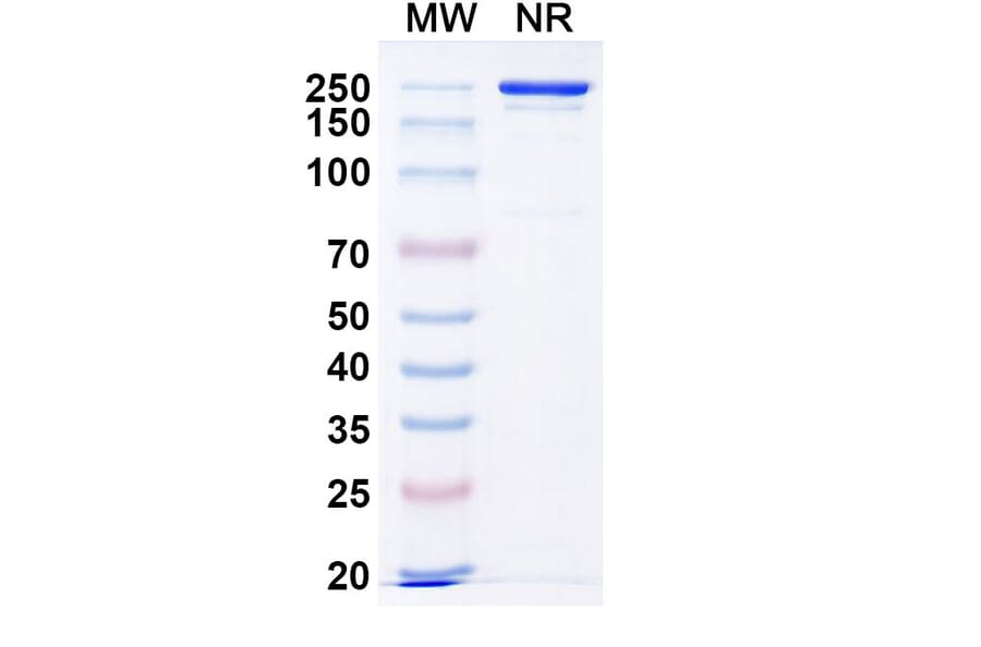 SDS-PAGE - Ogalvibart Biosimilar - Anti-SARS-CoV-2 Spike Protein RBD Antibody - BSA and Azide free (A339233) - Antibodies.com