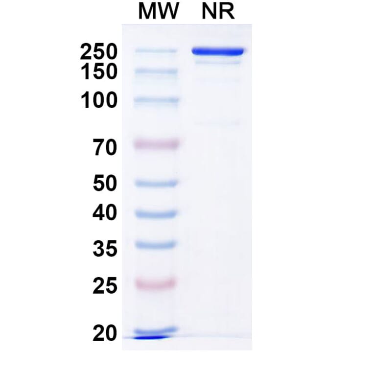 SDS-PAGE - Ogalvibart Biosimilar - Anti-SARS-CoV-2 Spike Protein RBD Antibody - BSA and Azide free (A339233) - Antibodies.com