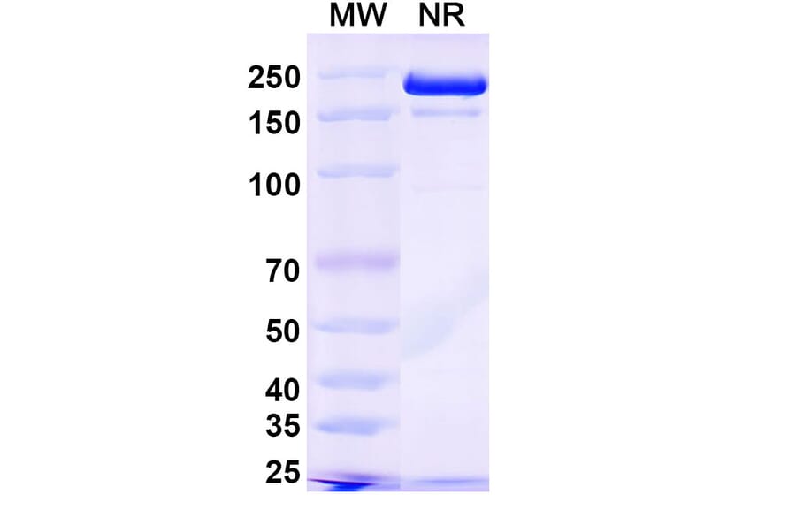 SDS-PAGE - Plutavimab Biosimilar - Anti-SARS-CoV-2 Spike Protein RBD Antibody - BSA and Azide free (A339234) - Antibodies.com