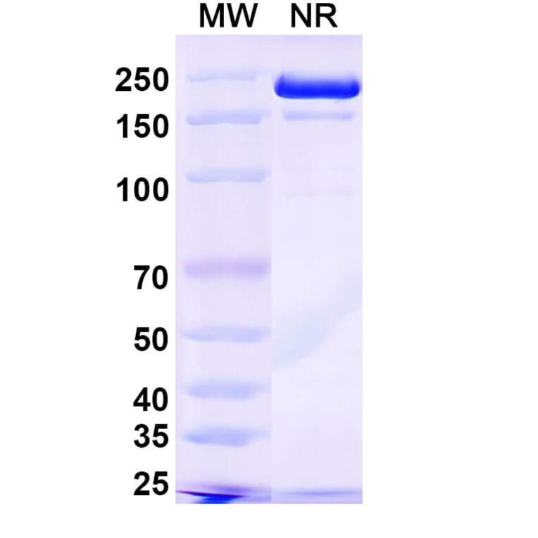 SDS-PAGE - Plutavimab Biosimilar - Anti-SARS-CoV-2 Spike Protein RBD Antibody - BSA and Azide free (A339234) - Antibodies.com