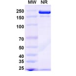 SDS-PAGE - Plutavimab Biosimilar - Anti-SARS-CoV-2 Spike Protein RBD Antibody - BSA and Azide free (A339234) - Antibodies.com