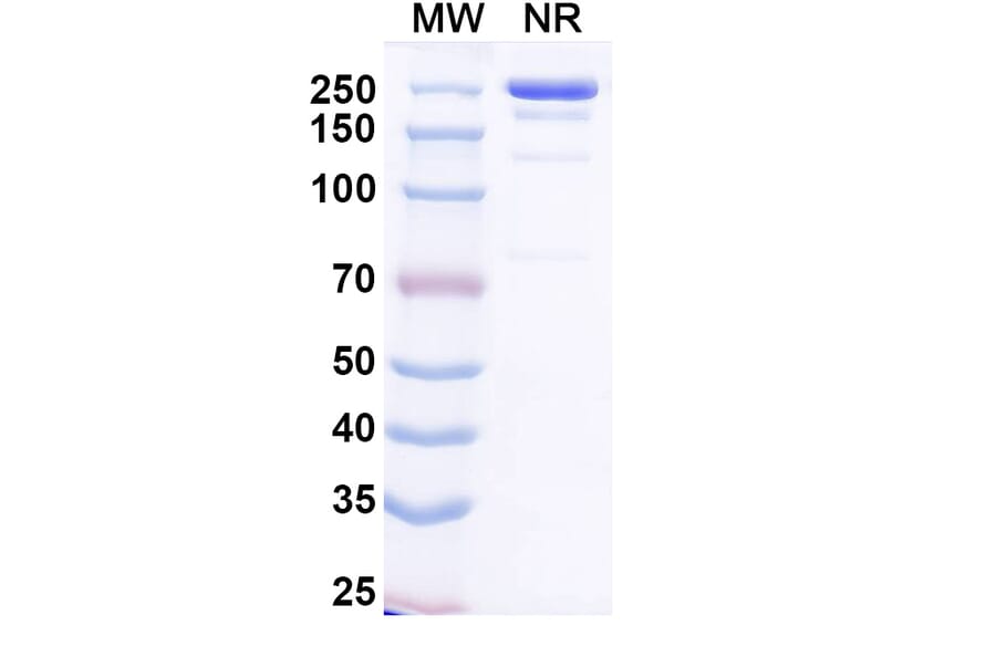 SDS-PAGE - Plutavimab Biosimilar - Anti-SARS-CoV-2 Spike Protein RBD Antibody - BSA and Azide free (A339234) - Antibodies.com