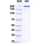 SDS-PAGE - Plutavimab Biosimilar - Anti-SARS-CoV-2 Spike Protein RBD Antibody - BSA and Azide free (A339234) - Antibodies.com